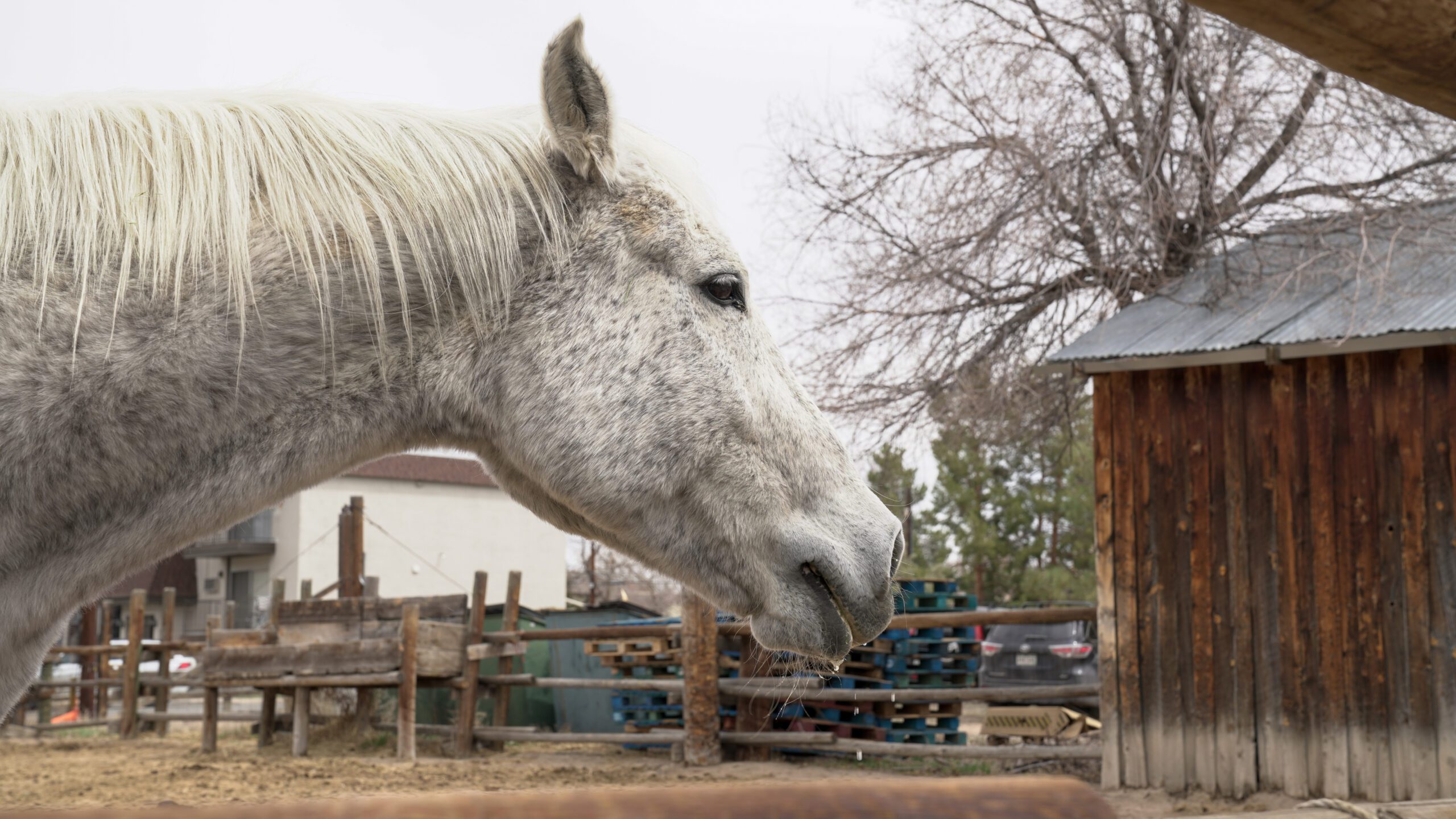 White horse with gray spots standing near wooden barn