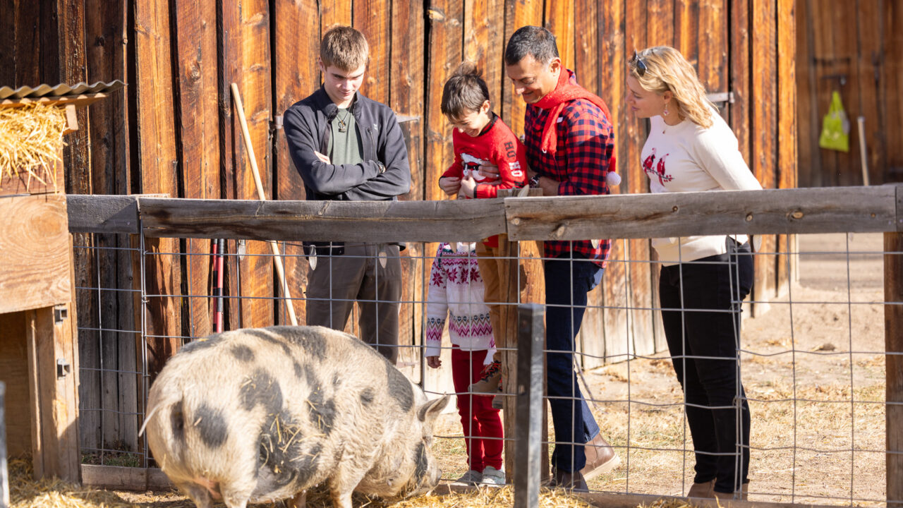 Group observing a pig in a fenced area at a farm